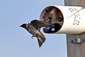 Purple Martin